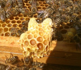 Besøg biernes verden