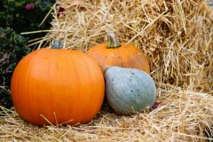 Halloweem-Birkegaardens-Haver-okt-24-abw-26-scaled