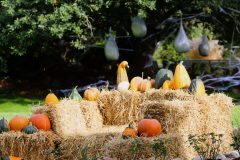 Halloweem-Birkegaardens-Haver-okt-24-abw-46-scaled