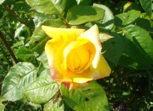 Gul rose