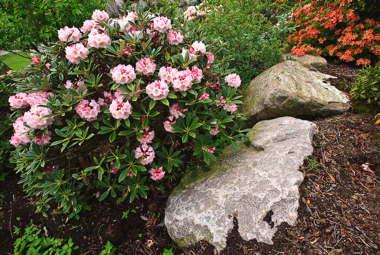 Rododendron og granitsten