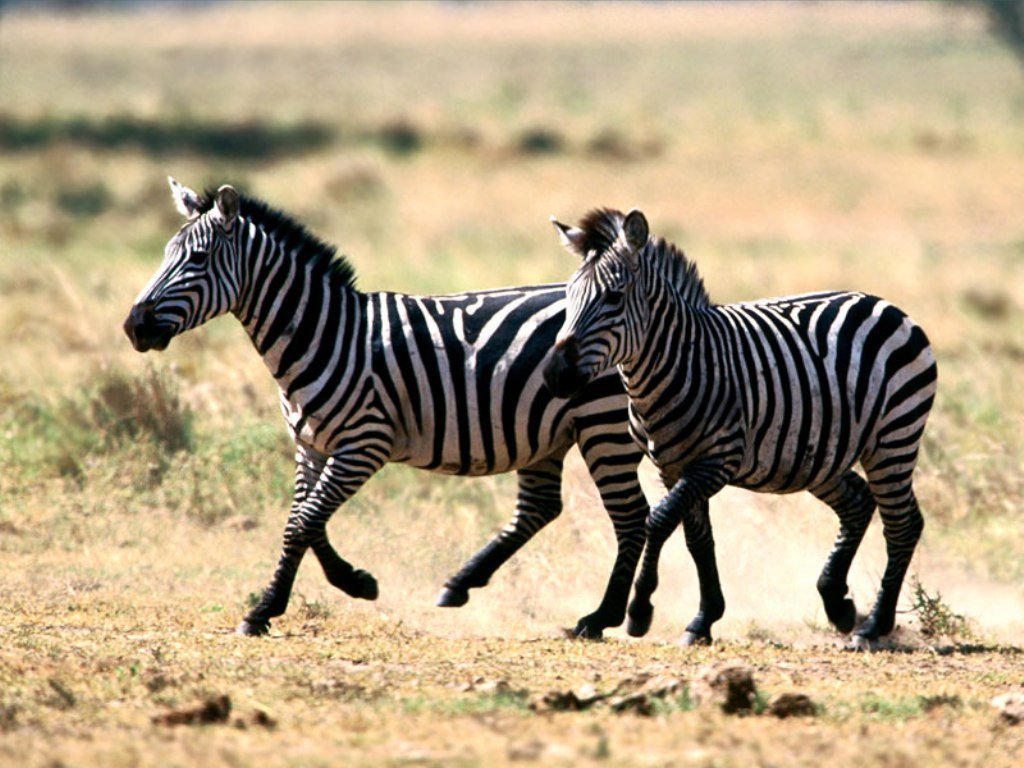 En 6-årig kan løfte en Zebra