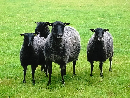 Gotlandsk pelsfår med tre lam