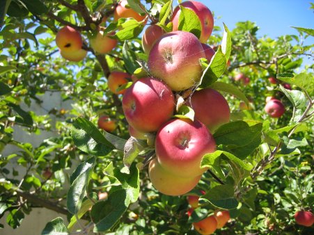 Frugttræer, beskæring og valg af sorter