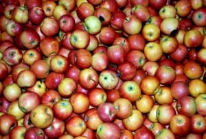 Vil du høste æbler næste år, er det nu du skal handle