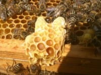 Spis Sorø – nu med bier