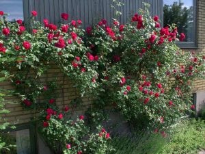 Mange haver tørster. Disse sydvendte roser har dog klaret tørken i fin stil.
