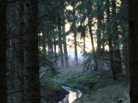 Grydebjerg Skov