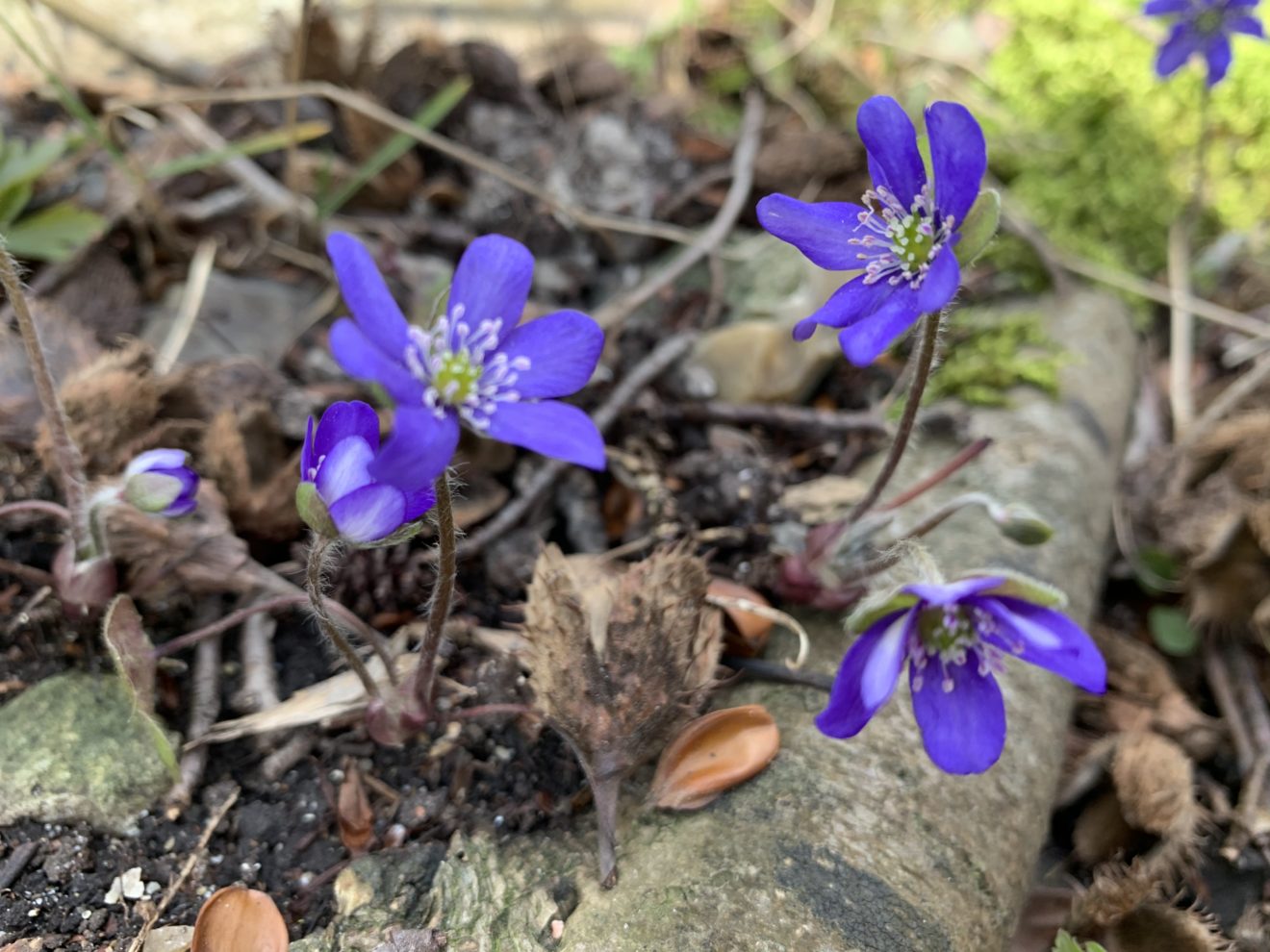 Børn fandt blå anemoner