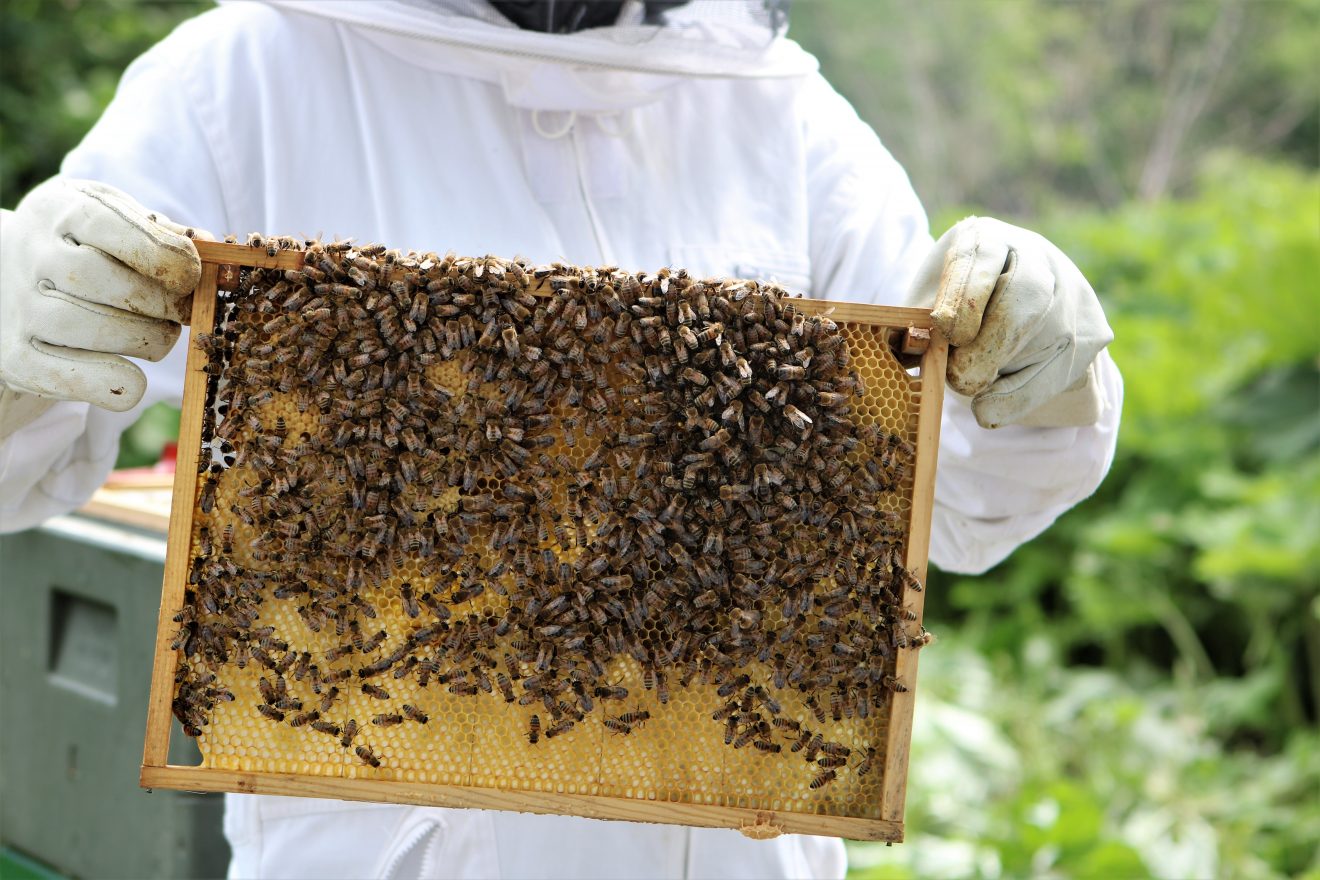 Det søde liv med bierne