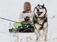 Slædehunde på Flommen i søndags