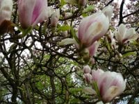 Magnolia. Foto: BH