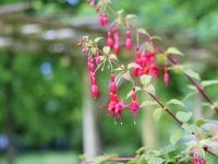 Fuchsiahaven springer ud