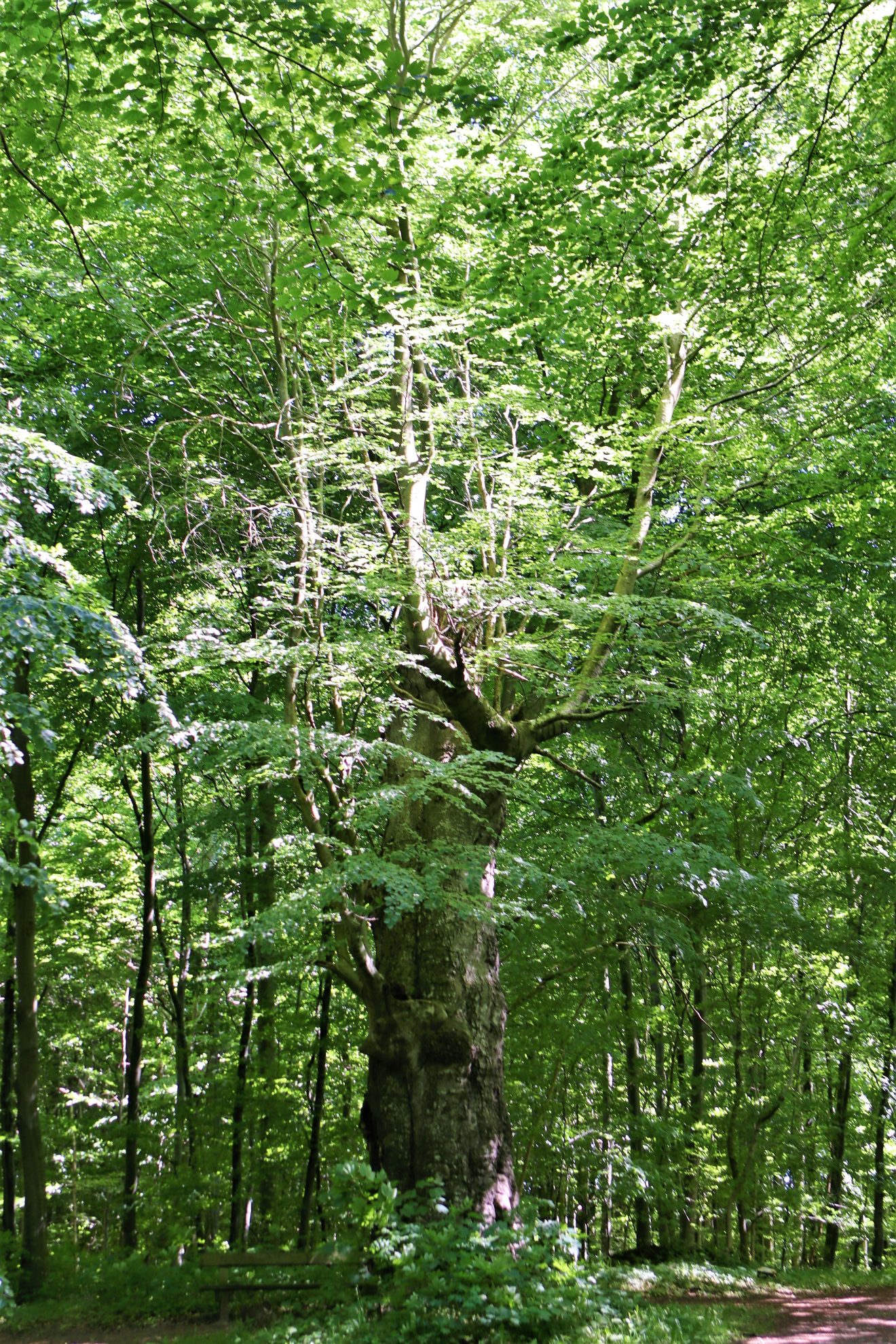 Sensommervandring i Alsted Skov
