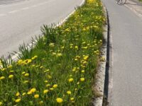 Blomstrende rabatter til glæde for insekterne