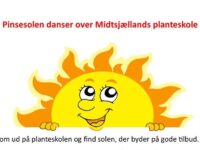 Pinsesolen danser over Midtsjællands Planteskole