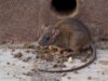 Generelt er antallet af rotteanmeldelser på Vestsjælland faldet over de seneste år. GF Forsikring opfordrer dog til fortsat at være på vagt over for de ubudne gæster (Foto: Colourbox)