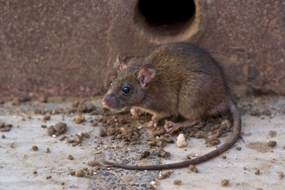 Trods gode tal: Ny rotte-invasion kan være på vej